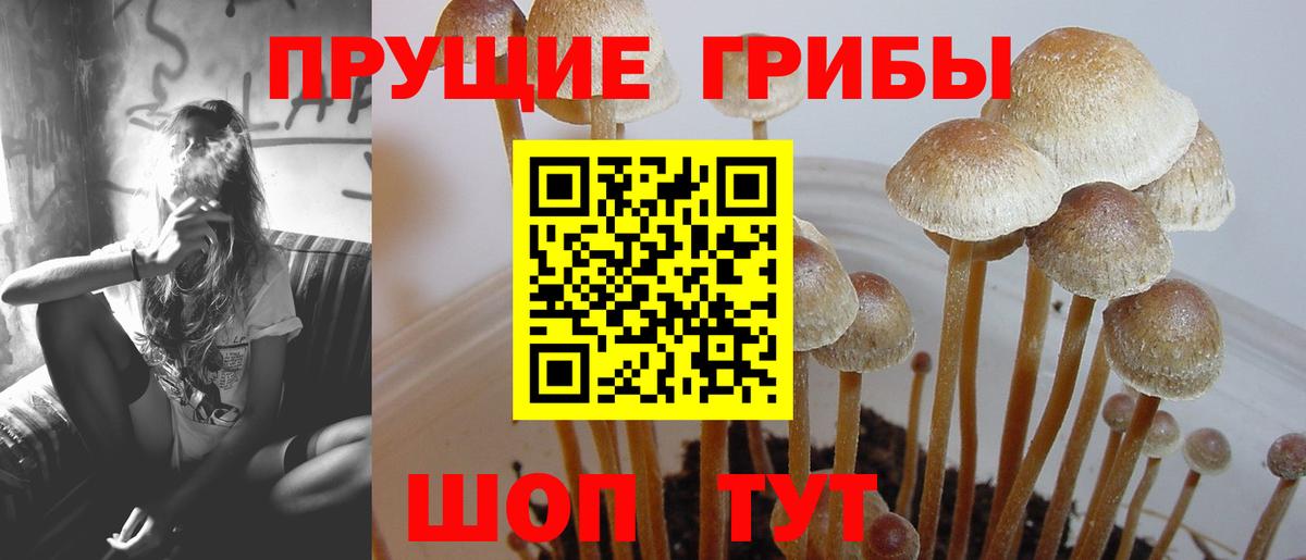 Галлюциногенные грибы Psilocybe  Вход с VPN  Галлюциногенные грибы Magic Shrooms  Муром 